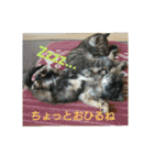 愛猫ペレロナの日常会話（個別スタンプ：9）