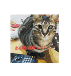 愛猫ペレロナの日常会話（個別スタンプ：10）