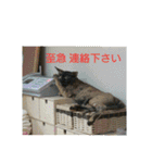 愛猫ペレロナの日常会話（個別スタンプ：12）