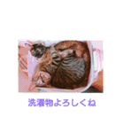 愛猫ペレロナの日常会話（個別スタンプ：15）