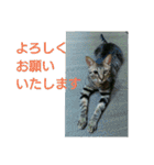 愛猫ペレロナの日常会話（個別スタンプ：16）