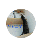 愛猫ペレロナの日常会話（個別スタンプ：19）