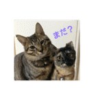 愛猫ペレロナの日常会話（個別スタンプ：20）