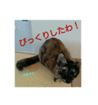 愛猫ペレロナの日常会話（個別スタンプ：21）