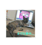 愛猫ペレロナの日常会話（個別スタンプ：22）