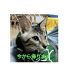 愛猫ペレロナの日常会話（個別スタンプ：23）