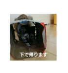 愛猫ペレロナの日常会話（個別スタンプ：24）