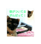 愛猫ペレロナの日常会話（個別スタンプ：26）