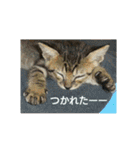 愛猫ペレロナの日常会話（個別スタンプ：28）