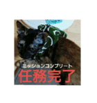 愛猫ペレロナの日常会話（個別スタンプ：33）