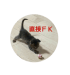 愛猫ペレロナの日常会話（個別スタンプ：38）