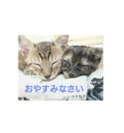 愛猫ペレロナの日常会話（個別スタンプ：39）