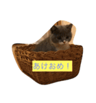 ブリショの仔猫（個別スタンプ：5）