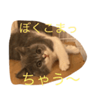 ブリショの仔猫（個別スタンプ：17）