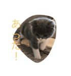 ブリショの仔猫（個別スタンプ：29）