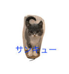 ブリショの仔猫（個別スタンプ：30）