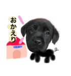 cute my dog 1（個別スタンプ：6）