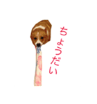 忠犬コロンちゃん（個別スタンプ：1）