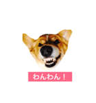 忠犬コロンちゃん（個別スタンプ：2）