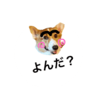 忠犬コロンちゃん（個別スタンプ：7）