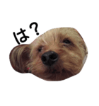 yorkie's sticker（個別スタンプ：1）