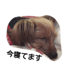 yorkie's sticker（個別スタンプ：2）