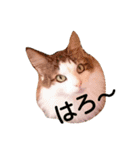 ノルウェージャンのひとりごと 2（個別スタンプ：3）
