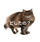 ノルウェージャンのひとりごと 2（個別スタンプ：11）