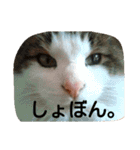 ノルウェージャンのひとりごと 2（個別スタンプ：13）
