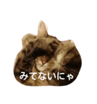 ノルウェージャンのひとりごと 2（個別スタンプ：14）