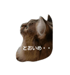 ノルウェージャンのひとりごと 2（個別スタンプ：16）