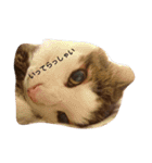 ノルウェージャンのひとりごと 2（個別スタンプ：19）