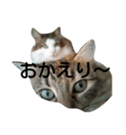 ノルウェージャンのひとりごと 2（個別スタンプ：22）