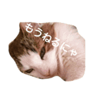 ノルウェージャンのひとりごと 2（個別スタンプ：24）
