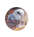 セキセイインコのラムネさん（個別スタンプ：5）