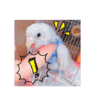 セキセイインコのラムネさん（個別スタンプ：8）