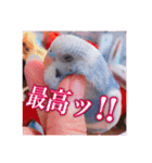 セキセイインコのラムネさん（個別スタンプ：11）