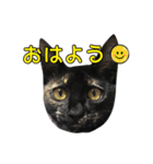 サビ猫ブラッキーの日常会話（個別スタンプ：16）