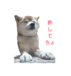 柴犬犬（個別スタンプ：3）