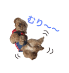 トイプードルのモカと悟空（個別スタンプ：28）