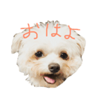 TSUNA STAMP（個別スタンプ：1）