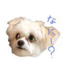 TSUNA STAMP（個別スタンプ：3）