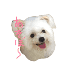 TSUNA STAMP（個別スタンプ：5）