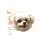 TSUNA STAMP（個別スタンプ：6）