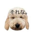 golden doodleのGinger（個別スタンプ：1）