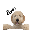 golden doodleのGinger（個別スタンプ：6）