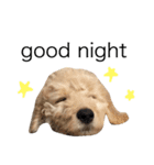 golden doodleのGinger（個別スタンプ：10）