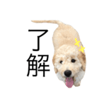 golden doodleのGinger（個別スタンプ：12）