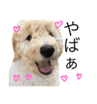 golden doodleのGinger（個別スタンプ：13）