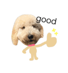 golden doodleのGinger（個別スタンプ：15）